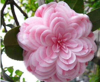 73127-Pretty-Pink-Camellia